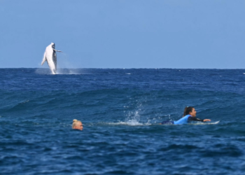 Watch: Whale gatecrashes Olympic surfing event in stunning footage