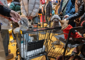 China's pet population to nearly double young children by 2030, says Goldman Sachs