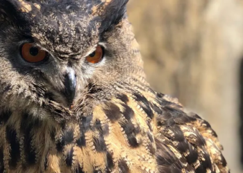 Minnesota Zoo: Owl escapes handler, killed, and eaten by zoo’s tiger