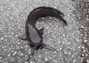 Watch: Hurricane Debby unleashes walking catfish in Florida