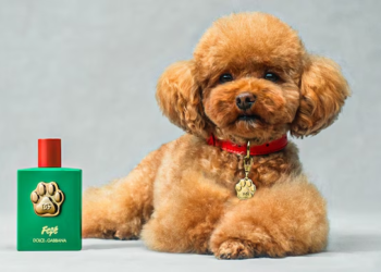 Dolce & Gabbana launches luxury dog perfume with a jaw-dropping price tag