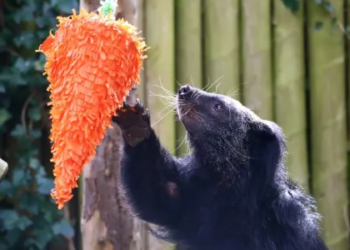 bearcat