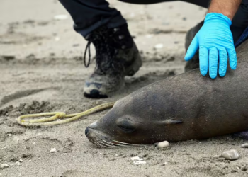 Harmful algal bloom poisons dozens of sea lions on California coast