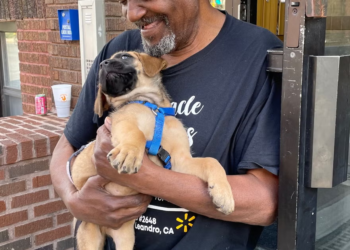 Stolen Cane Corso puppy returned to 78-year-old owner in Minneapolis