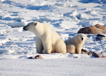 Rare polar bear attack claims life of worker at Canadian Arctic outpost