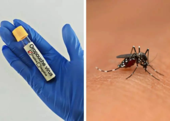 Oropouche virus outbreak: First deaths in Brazil, first-ever cases reported in Europe—know symptoms and precautions
