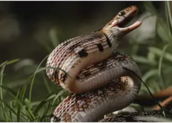 Snake causes major power outage for thousands in Virginia