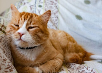 Bird flu found in domestic cats as feds approve slaughterhouse testing expansion