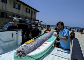 Rare deep-sea Oarfish found dead off San Diego coast, sparks curiosity