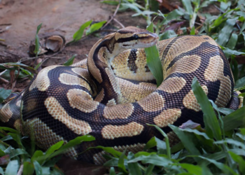 74-year-old woman killed by 13-foot python in Indonesia