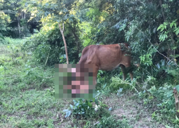 Naked Russian tourist allegedly attempts to rape cow in Thailand, attacked by animal and arrested | Video surfaces