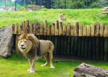 Trainee locked in lion enclosure at Belfast Zoo, probe initiated