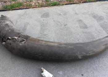 Iowa archaeologists unearth 13,600-year-old well-preserved mastodon skull