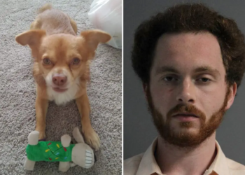 New York man banned from owning pets for life after killing his aunt’s chihuahua