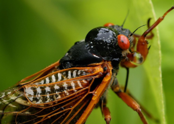 Chicago grapples with cicada emergence aftermath; residents warned of mite infestation