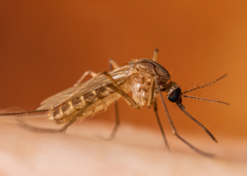West Nile virus detected in New York City, four residents infected: Know symptoms and prevention