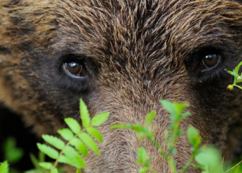 Sweden begins culling 20% of its brown bear population despite public outcry
