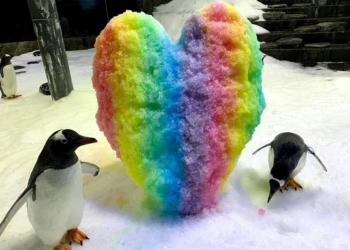 Beloved Australian penguin dies, ending iconic "same-sex power couple"