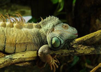 Invasion of green iguanas creates chaos in Florida