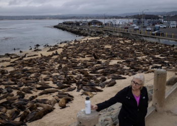 Hundreds of sea lions take over California beach, forcing human closure