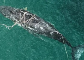 Watch: Dramatic rescue unfolds in Sydney Harbour as humpback whale freed from fishing gear after exhaustive efforts