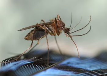 Eastern Equine Encephalitis: Health officials sound alarm as rare equine virus spreads in New York