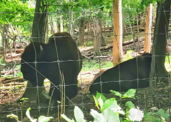 Three bison escape Connecticut farm, return with a surprise addition