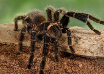 Tarantula invasion: Thousands swarm Colorado in annual mating ritual