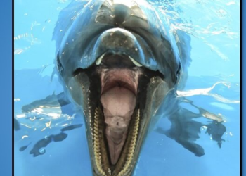 A sexually frustrated, lonely dolphin may be responsible for recent attacks on humans in Japan