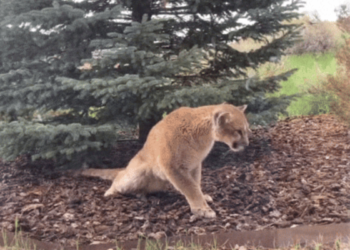 New deadly virus found for the first time in US, poses threat to pet and wild cats- Symptoms and prevention