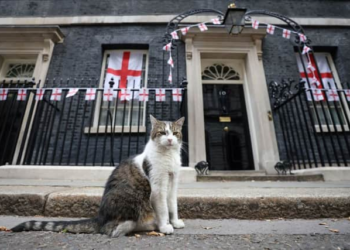 Downing Street officials prepare plan for announcing Larry the cat's death