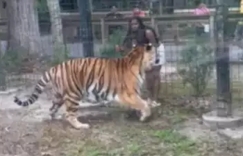 New Jersey Zoo visitor faces charges for jumping into tiger enclosure