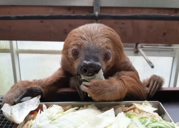 World’s Oldest Sloth, Father of 22, Passes Away at 54