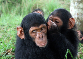 In a revelation reminiscent of science fiction, researchers have uncovered evidence suggesting that chimpanzees might possess the ability to speak, potentially bridging a gap long believed to separate humans from their closest living relatives. This discovery has ignited concerns and sparked discussions about the future implications of such a capability.