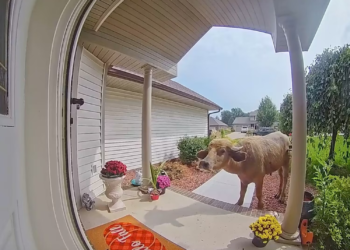 "Aggressive" water buffalo on the loose in Iowa: Police issue warning