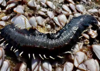 Venomous 'nightmare' fireworms invade Texas beaches