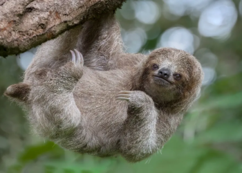 Oropouche virus: Sloth fever sweeps across the U.S.: All you need to know