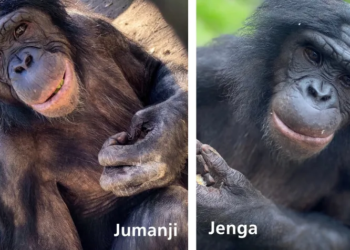 Florida: Tragedy strikes Jacksonville Zoo as three apes die from highly contagious bacterial infection