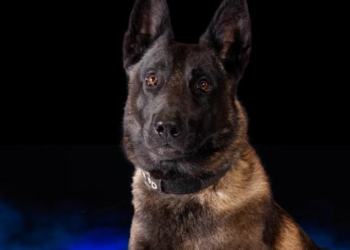 Missouri: Police dog Vader dies in hot car due to AC failure
