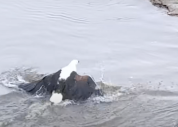 Watch the dramatic showdown: Eagle vs. Crocodile at South Africa's Kruger National Park
