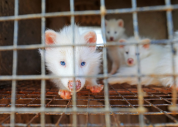 Pandemic scare: 125 viruses discovered in China’s fur farms, including several high-risk ones