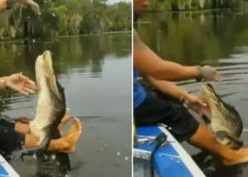Watch: Viral video of man feeding giant alligator by hand sparks debate