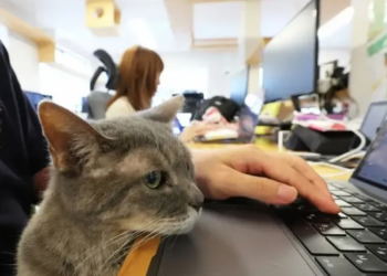 Japanese company employs cats with official titles, including a “chaircat” ranked higher than the company’s president