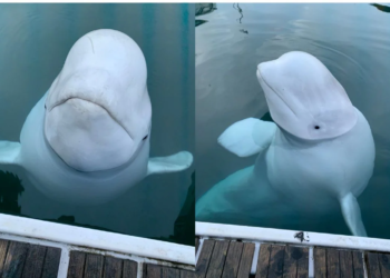 Suspected Russian spy beluga whale found dead in Norway