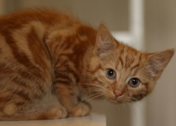 Animal lovers attempt to rescue stranded kitten causes three-vehicle crash on California freeway, no kitten caught