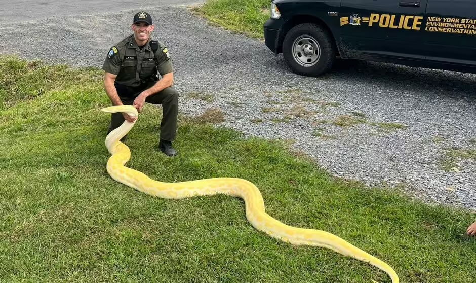 Enormous 13-foot python seized from New York home after rapid growth ...