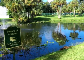 84-year-old Florida woman survives alligator attack while walking her dog