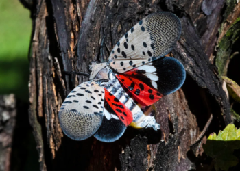 New York sees major decline in lanternfly population- Here's why