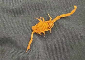 Man sues Las Vegas hotel after scorpion sting in private parts ruins sex life