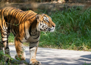 Tiger attacks animal handler at Australian amusement park